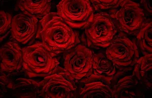 Fashion Rode rozen met druppels water erop fotobehang Slaapkamer | Bloemen