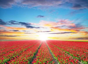 Best Rode tulpenveld bij zonsopkomst fotobehang Steden | Architectuur