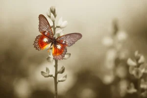 Best Rode Vlinder met Sepia achtergrond fotobehang Dieren | Bloemen