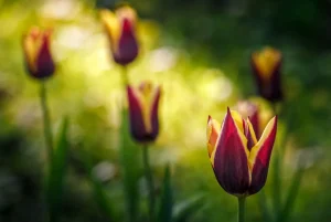 Outlet Rood-gele tulpen close-up fotobehang Bloemen