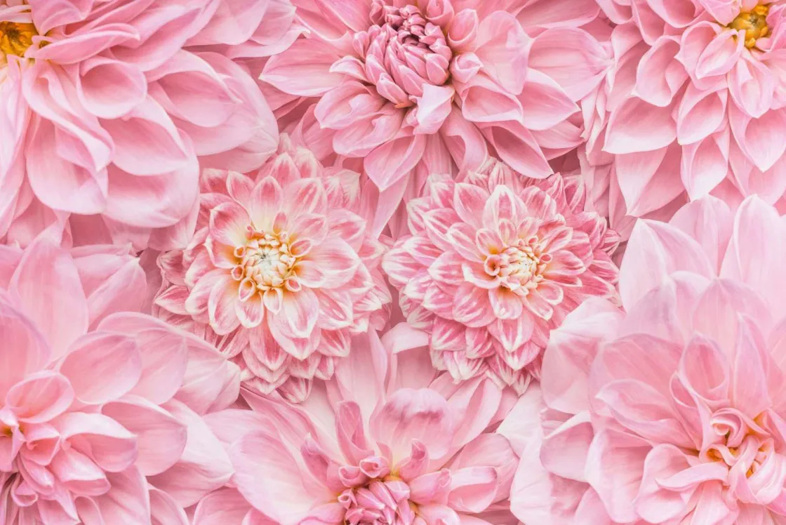 roze_bloemen_met_een_gele_0.webp Clearance Roze bloemen met een gele kern fotobehang Tienerkamer | Bloemen