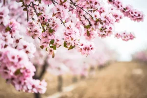 Outlet Roze Bloesem op Veld fotobehang Bloemen