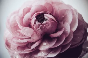 Fashion Roze boterbloem close-up fotobehang Keuken | Hobbykamer