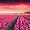 Discount Roze tulpenveld met dynamische kleuren fotobehang Steden | Architectuur