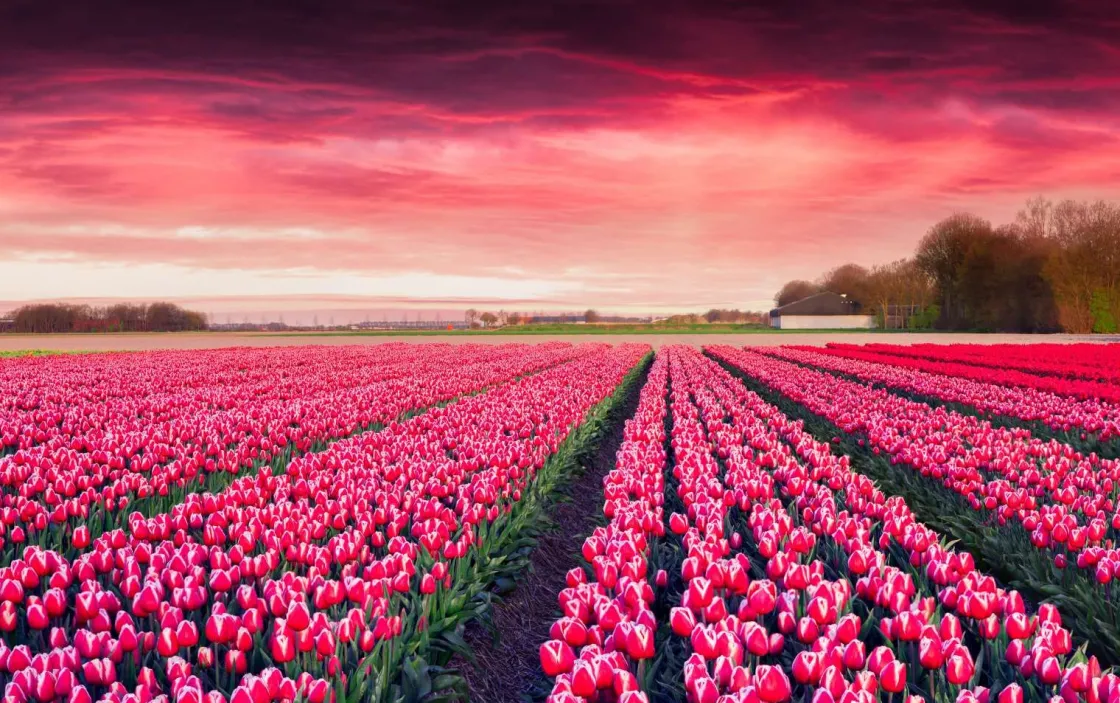 roze_tulpenveld_met_dynam_0.webp Discount Roze tulpenveld met dynamische kleuren fotobehang Steden | Architectuur