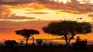 Hot Safari in Afrika bij zonsondergang fotobehang Dieren | Bloemen