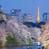 Sale Sakura kersenbloesem met de Tokyo Tower op de achtergrond fotobehang Architectuur