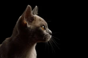 Online Schattig katje met een zwarte achtergrond fotobehang Dieren