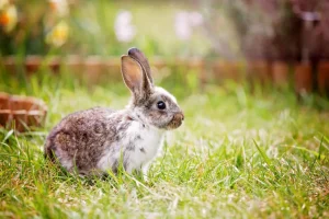 Online Schattig konijntje in een tuin fotobehang Kinderkamer | Dieren