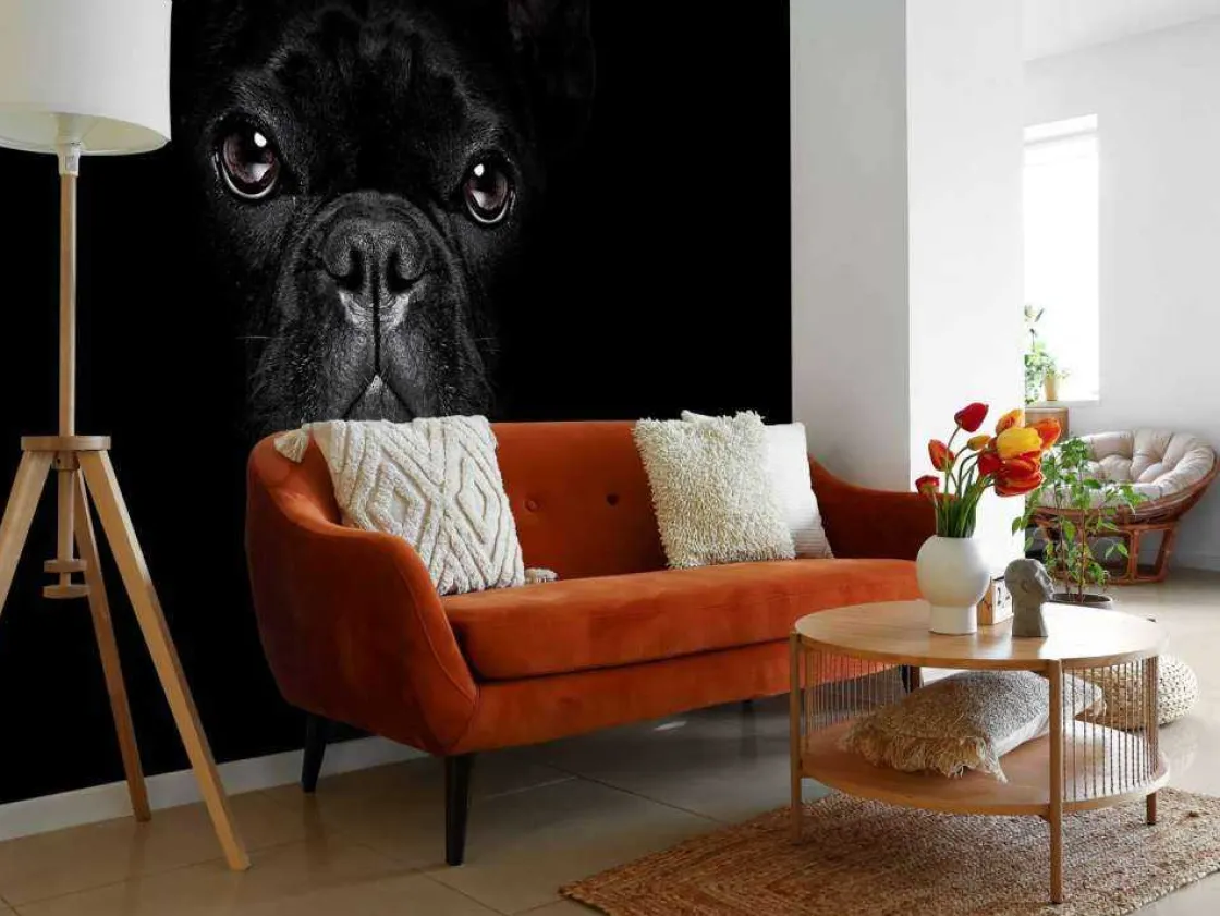 schattige_bulldog_met_een_10.webp Outlet Schattige bulldog met een zwarte achtergrond fotobehang Tienerkamer | Dieren