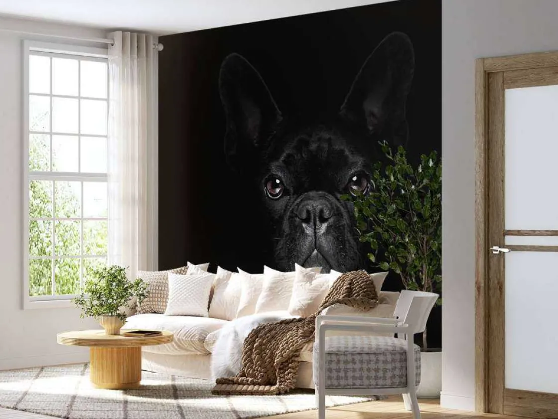 schattige_bulldog_met_een_2.webp Outlet Schattige bulldog met een zwarte achtergrond fotobehang Tienerkamer | Dieren