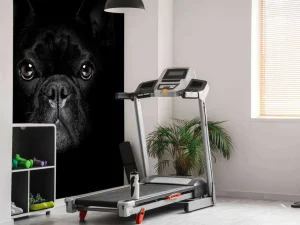 Outlet Schattige bulldog met een zwarte achtergrond fotobehang Tienerkamer | Dieren