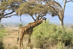 Best Schattige Giraffe tussen struiken fotobehang Dieren | Bloemen