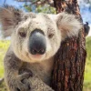 Hot Schattige koala fotobehang Kinderkamer | Dieren