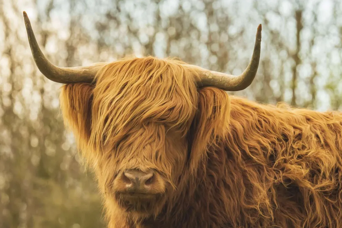 schotse_hooglander_bij_zo_0.webp Outlet Schotse Hooglander bij zonsopkomst fotobehang Dieren