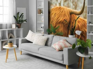 Outlet Schotse Hooglander bij zonsopkomst fotobehang Dieren