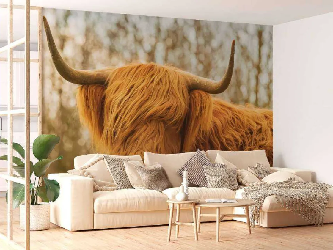 schotse_hooglander_bij_zo_2.webp Outlet Schotse Hooglander bij zonsopkomst fotobehang Dieren