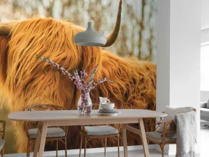 Outlet Schotse Hooglander bij zonsopkomst fotobehang Dieren