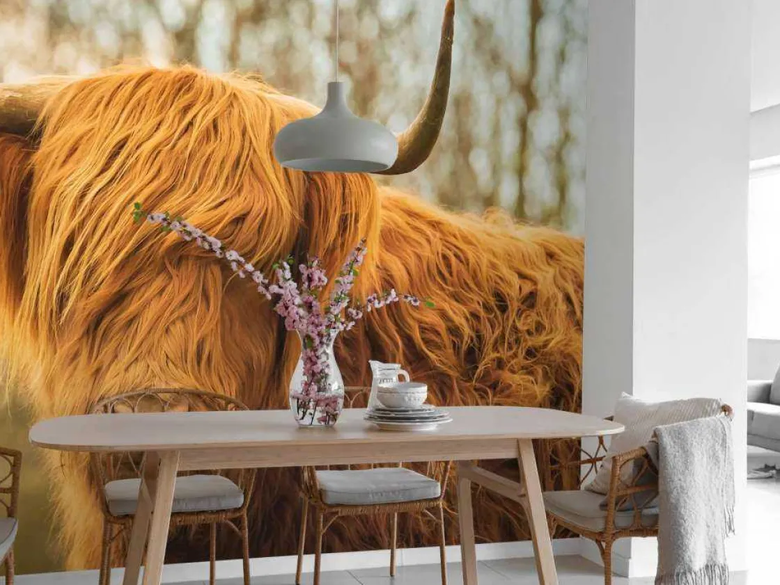 schotse_hooglander_bij_zo_3.webp Outlet Schotse Hooglander bij zonsopkomst fotobehang Dieren