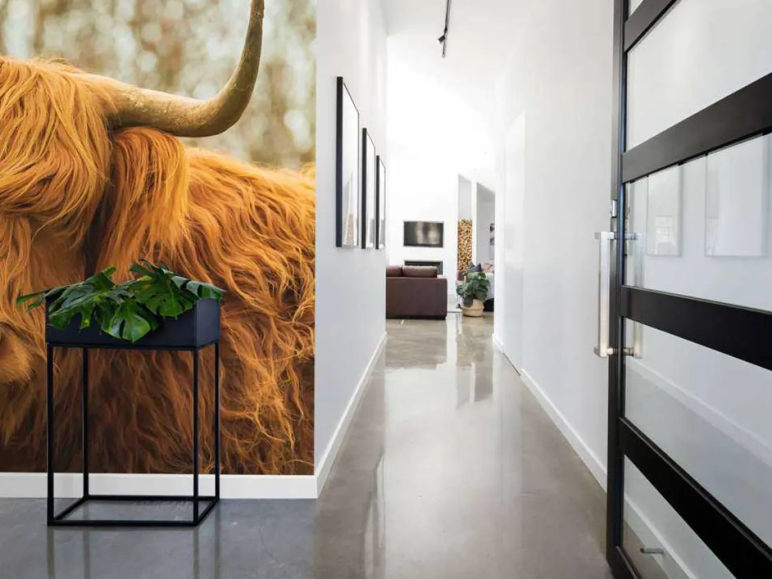 schotse_hooglander_bij_zo_4.webp Outlet Schotse Hooglander bij zonsopkomst fotobehang Dieren