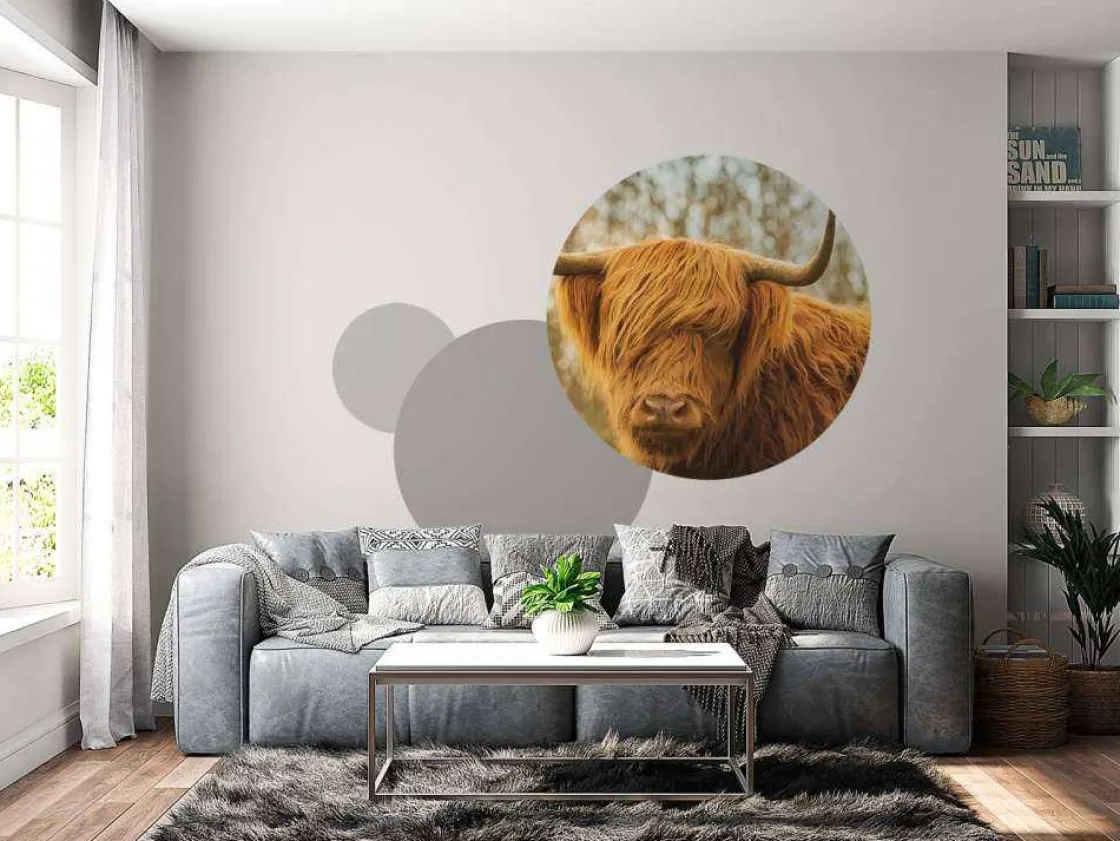 schotse_hooglander_bij_zo_6.webp Outlet Schotse Hooglander bij zonsopkomst fotobehang Dieren