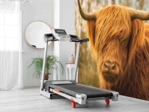 Outlet Schotse Hooglander bij zonsopkomst fotobehang Dieren