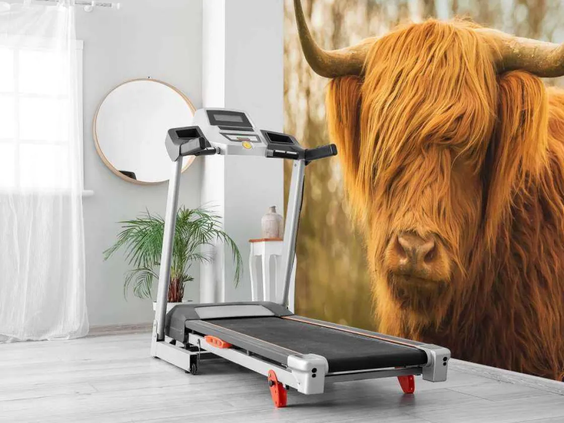 schotse_hooglander_bij_zo_8.webp Outlet Schotse Hooglander bij zonsopkomst fotobehang Dieren