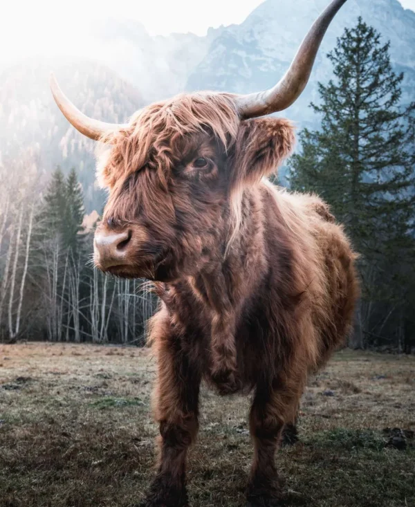 Discount Schotse Hooglander in de ochtend fotobehang Dieren