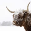 Fashion Schotse Hooglander in de sneeuw fotobehang Dieren