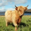 New Schotse Hooglander in de natuur fotobehang Dieren