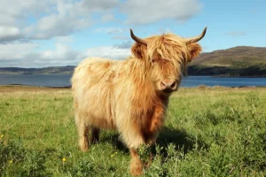 New Schotse Hooglander in de natuur fotobehang Dieren