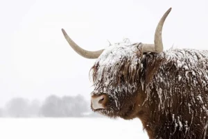 Fashion Schotse Hooglander in de sneeuw fotobehang Dieren