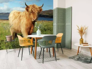 New Schotse Hooglander in de natuur fotobehang Dieren