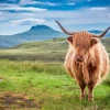 New Schotse Hooglander in een berglandschap fotobehang Dieren