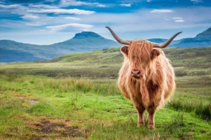 New Schotse Hooglander in een berglandschap fotobehang Dieren