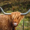 Online Schotse Hooglander in het veld fotobehang Dieren