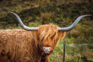 Online Schotse Hooglander in het veld fotobehang Dieren