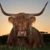 Clearance Schotse Hooglander in het gras bij zonsondergang fotobehang Dieren