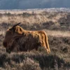 Clearance Schotse Hooglander in het wild fotobehang Dieren