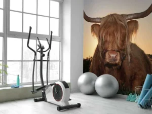 Clearance Schotse Hooglander in het gras bij zonsondergang fotobehang Dieren