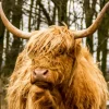 Best Schotse Hooglander met Bomen op achtergrond fotobehang Dieren