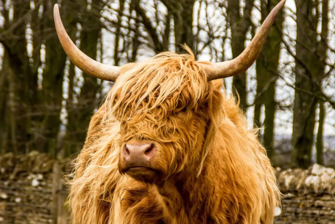 schotse_hooglander_met_bo_0.webp Best Schotse Hooglander met Bomen op achtergrond fotobehang Dieren