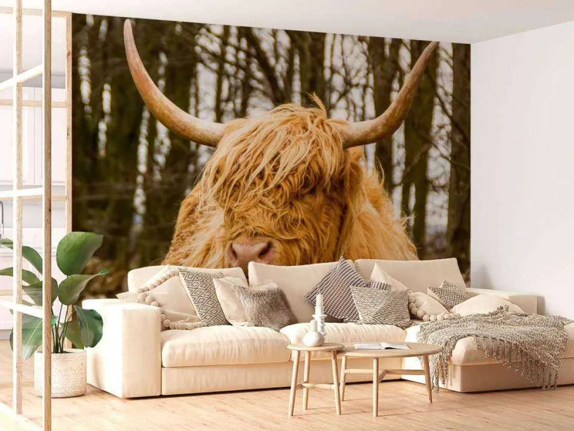 schotse_hooglander_met_bo_10.webp Best Schotse Hooglander met Bomen op achtergrond fotobehang Dieren