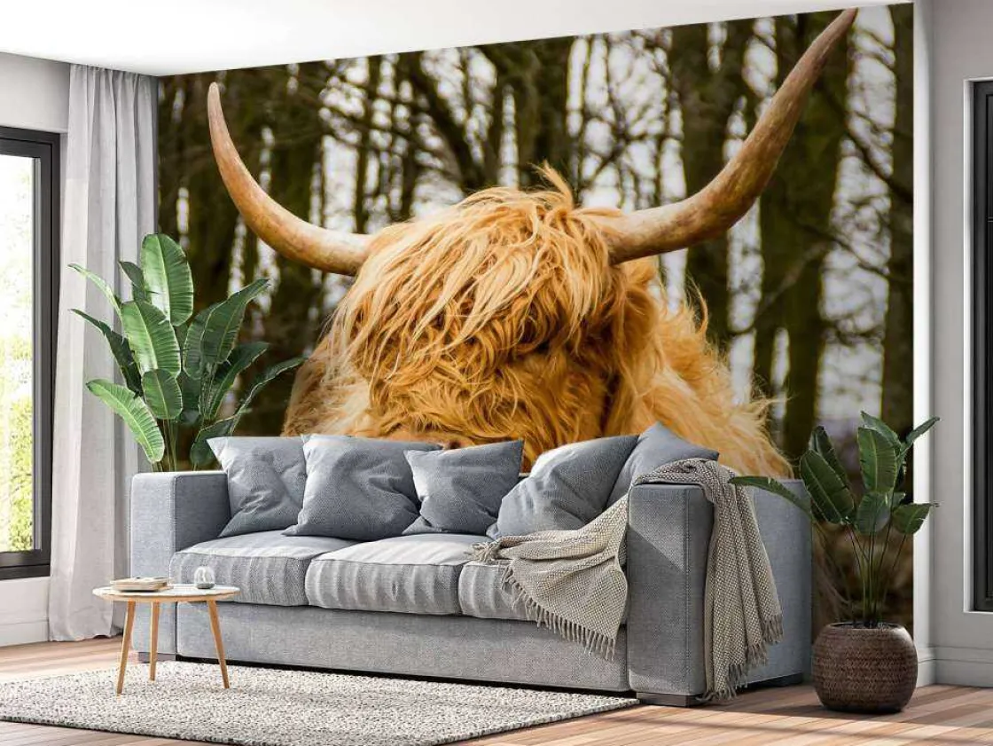 schotse_hooglander_met_bo_2.webp Best Schotse Hooglander met Bomen op achtergrond fotobehang Dieren