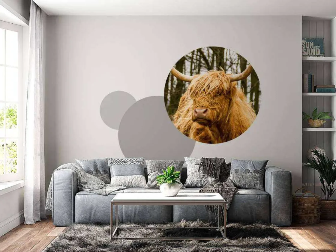schotse_hooglander_met_bo_6.webp Best Schotse Hooglander met Bomen op achtergrond fotobehang Dieren