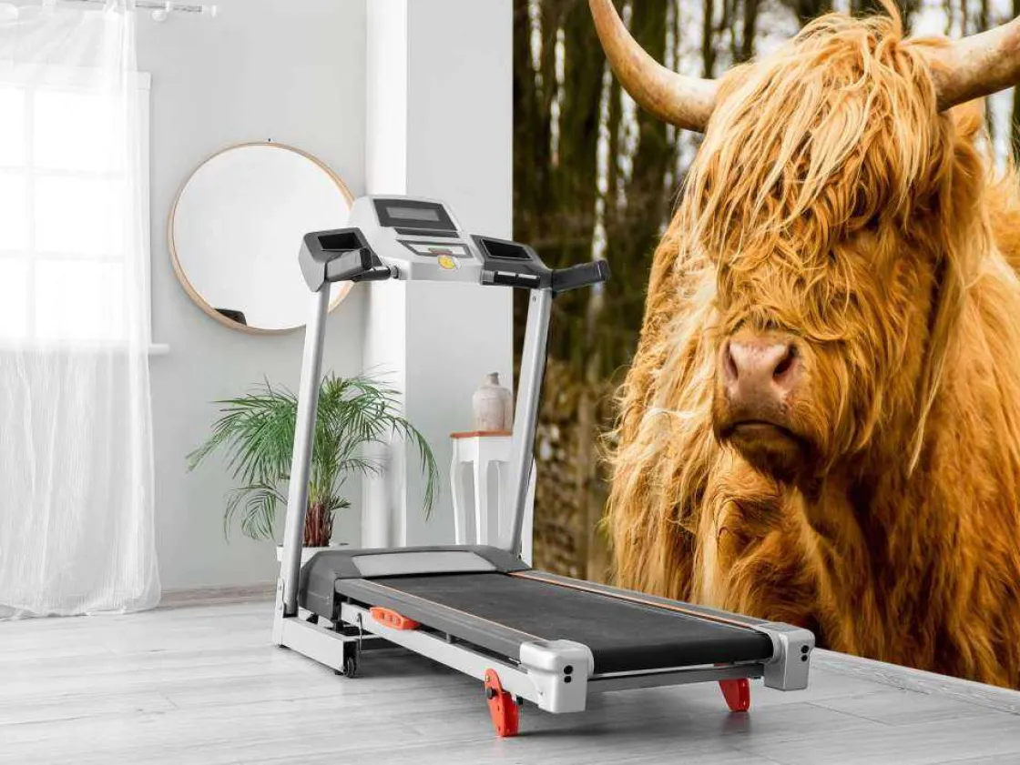 schotse_hooglander_met_bo_8.webp Best Schotse Hooglander met Bomen op achtergrond fotobehang Dieren