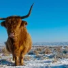 Hot Schotse Hooglander met een blauwe lucht fotobehang Dieren
