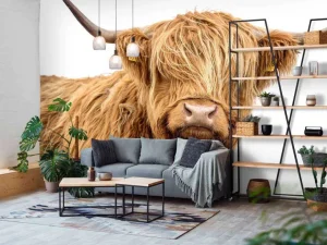 Hot Schotse Hooglander met een witte achtergrond fotobehang Dieren