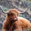 Online Schotse Hooglander van dichtbij fotobehang Dieren