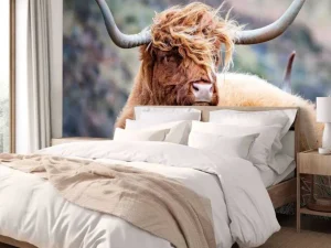 Online Schotse Hooglander van dichtbij fotobehang Dieren